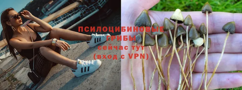 Псилоцибиновые грибы Psilocybe  где можно купить   Боровичи 